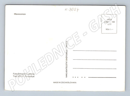 Pohlednice hlava srnce – Eduard Studnička (M3864)