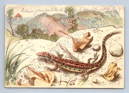 Pohlednice Cyril Bouda – ještěrka, Jaro (M3865)