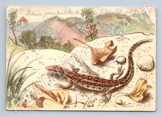 Pohlednice Cyril Bouda – ještěrka, Jaro (M3865)