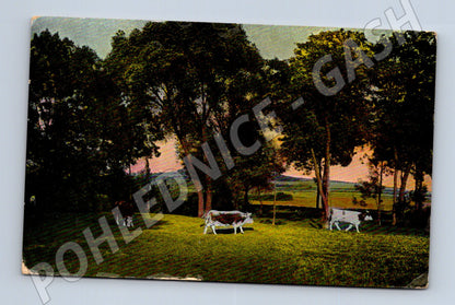 Pohlednice krávy na pastvě – venkovská krajina (M3867)