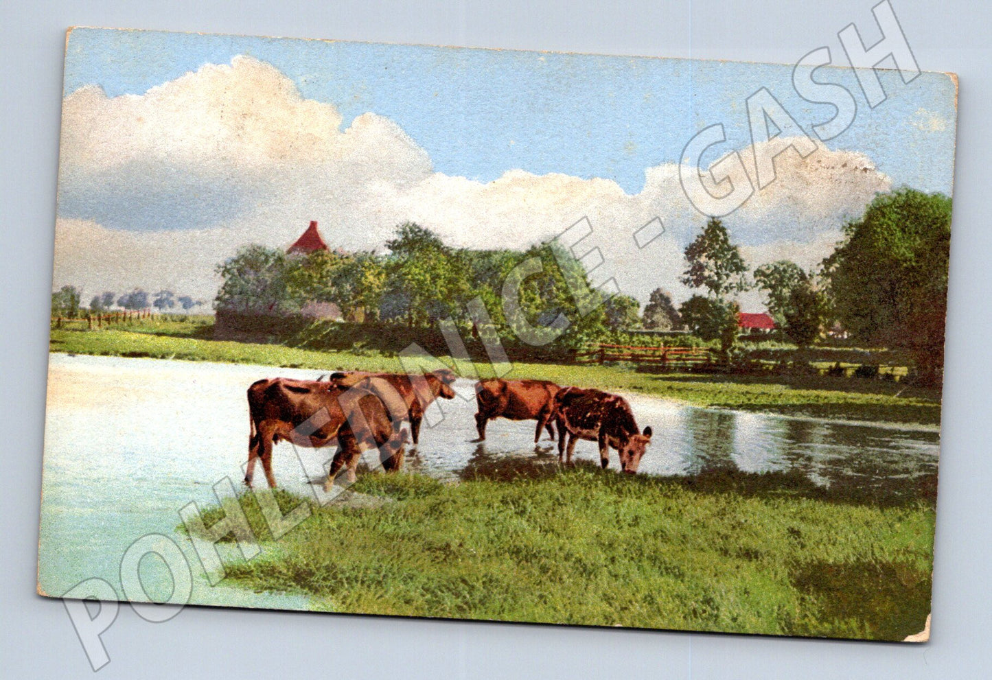 Pohlednice krávy u vody – kolorovaný motiv (M3868)