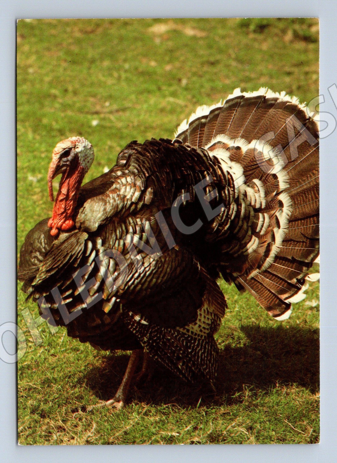 Pohlednice krůta – Studnička (M3870)