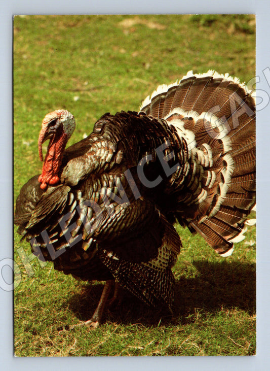 Pohlednice krůta – Studnička (M3870)