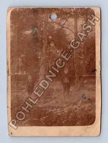 Stará fotografie děti v lese na stromě (M38706)