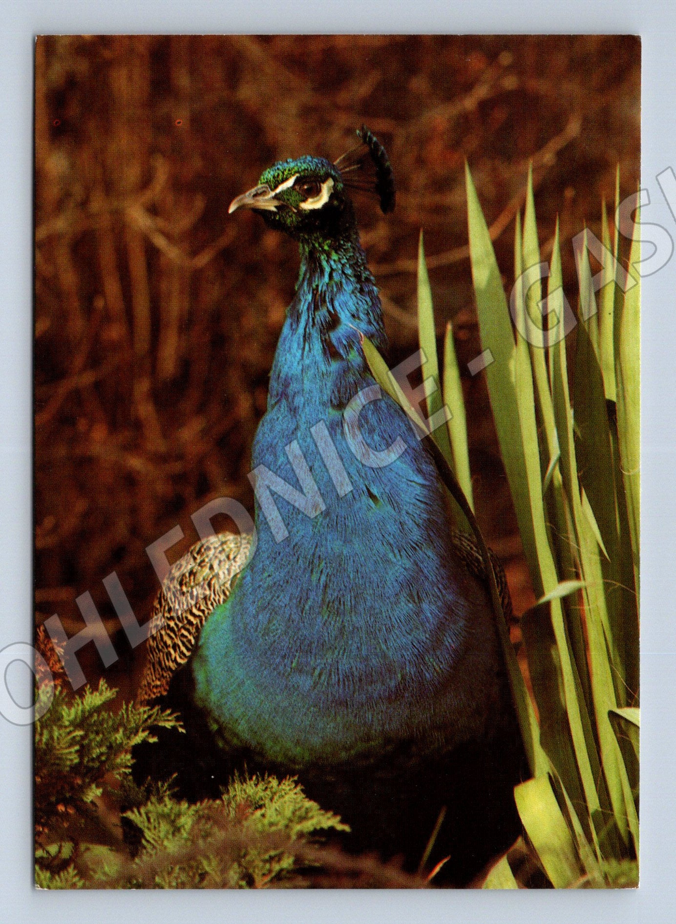 Pohlednice páv – barevný motiv (M3871)