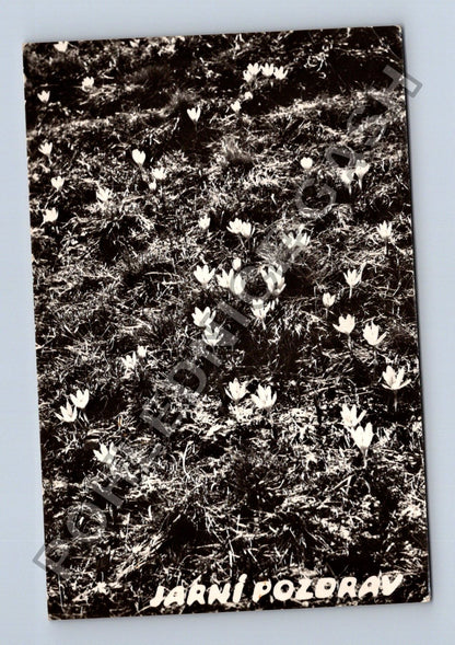 Pohlednice Jarní pozdrav sněženky krokusy 1948 (M38718)
