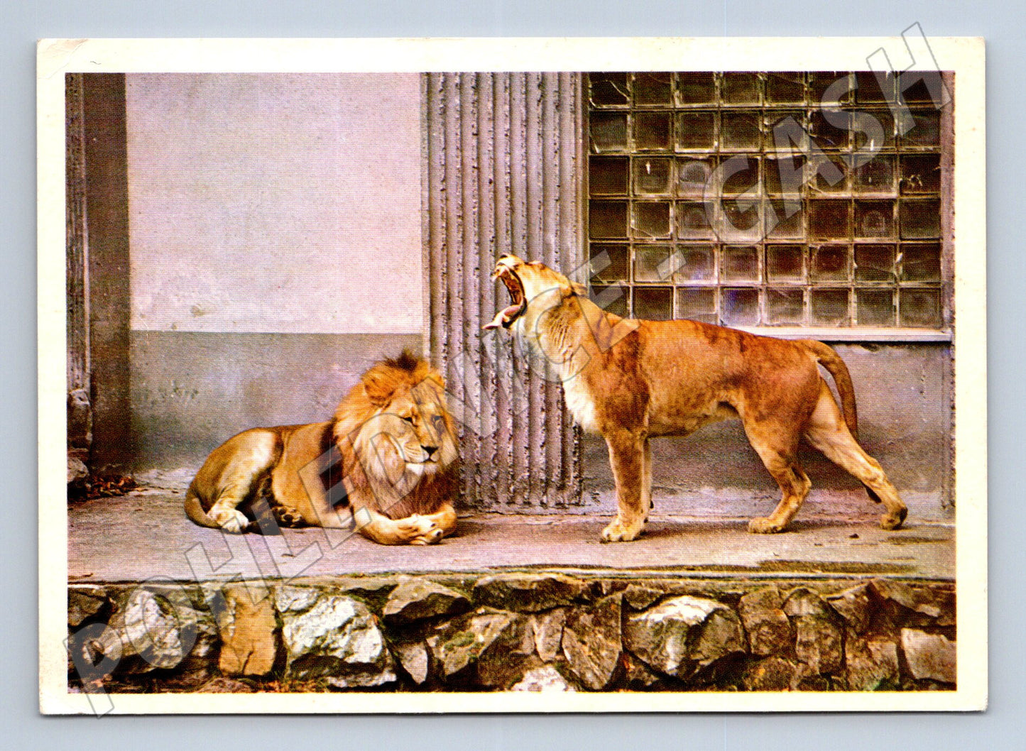 Pohlednice lvi v zoo – zvířecí motiv (M3872)