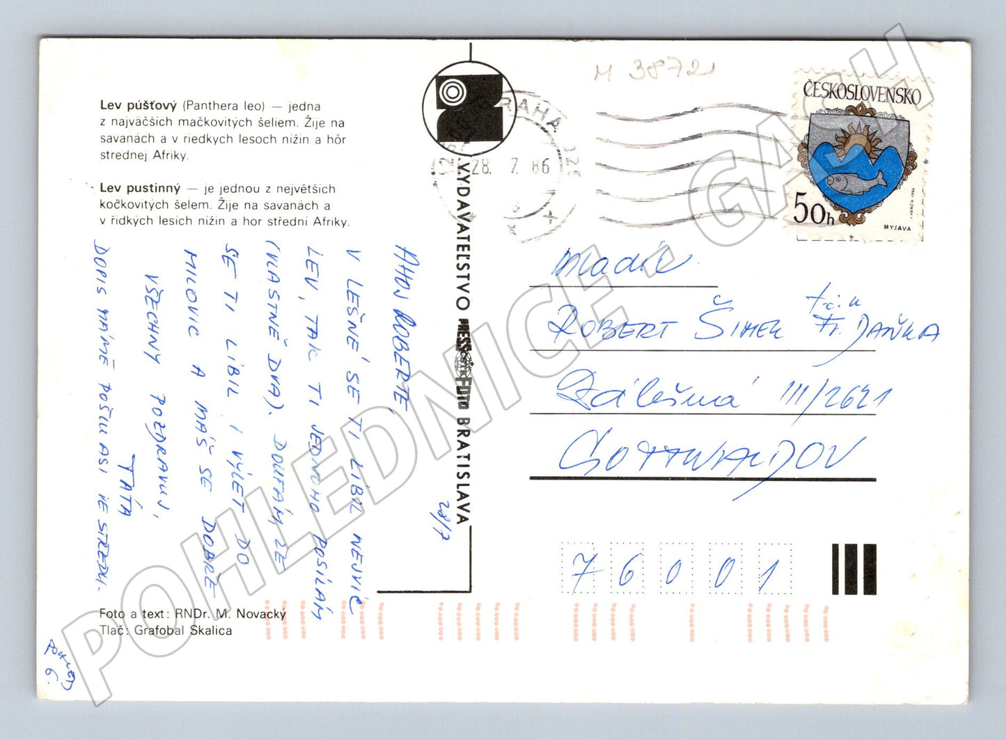 Pohlednice lvi v zoo – zvířecí motiv (M3872)