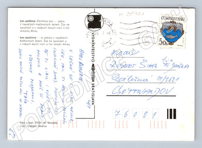 Pohlednice lvi v zoo – zvířecí motiv (M3872)