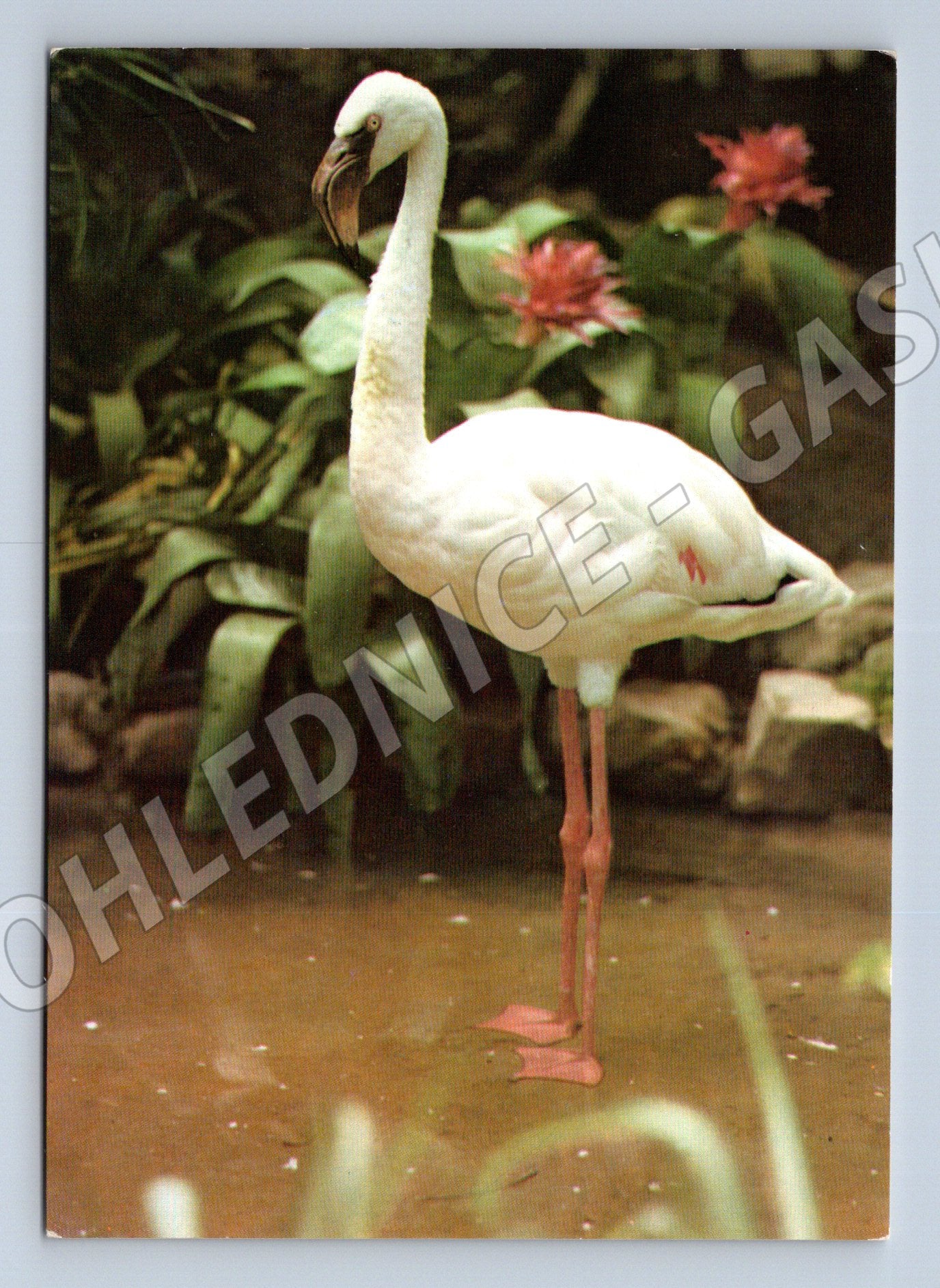 Pohlednice plameňák růžový – ZOO Frankfurt (M3873)