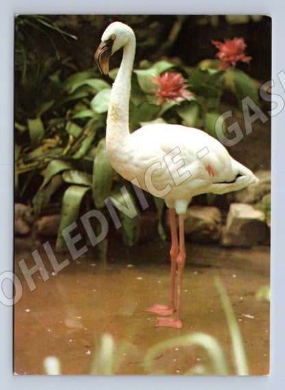 Pohlednice plameňák růžový – ZOO Frankfurt (M3873)