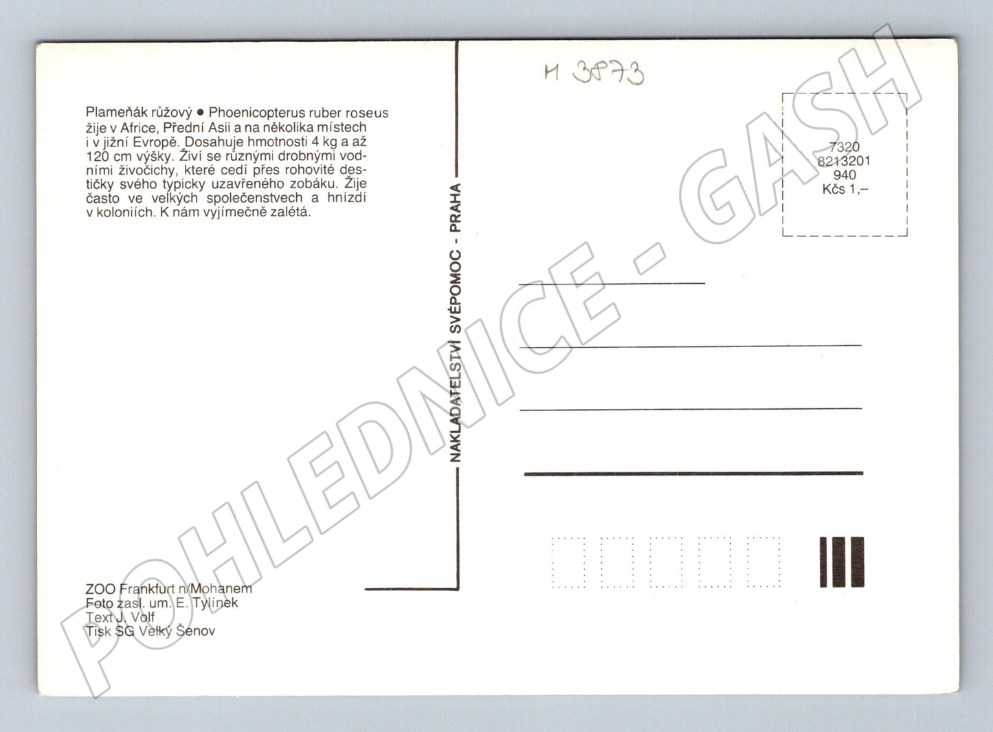Pohlednice plameňák růžový – ZOO Frankfurt (M3873)