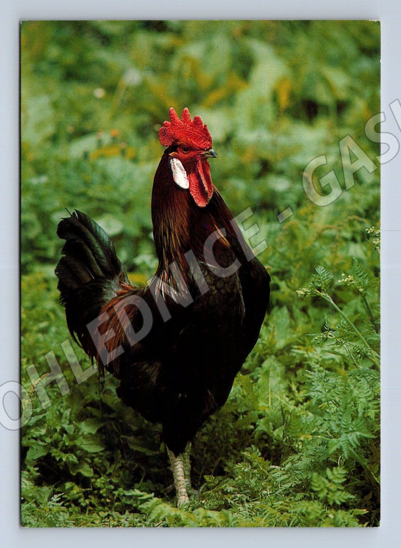 Pohlednice kohout – Pressfoto, Studnička (M3874)