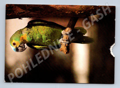 Pohlednice amazoňan modročelý – ZOO Hannover (M3875)