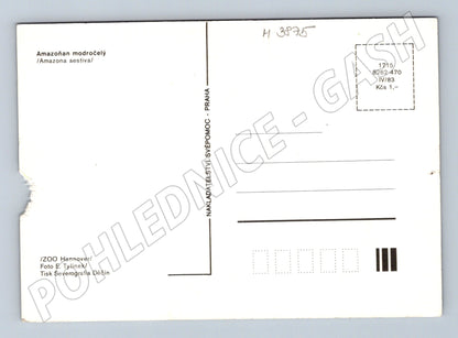 Pohlednice amazoňan modročelý – ZOO Hannover (M3875)