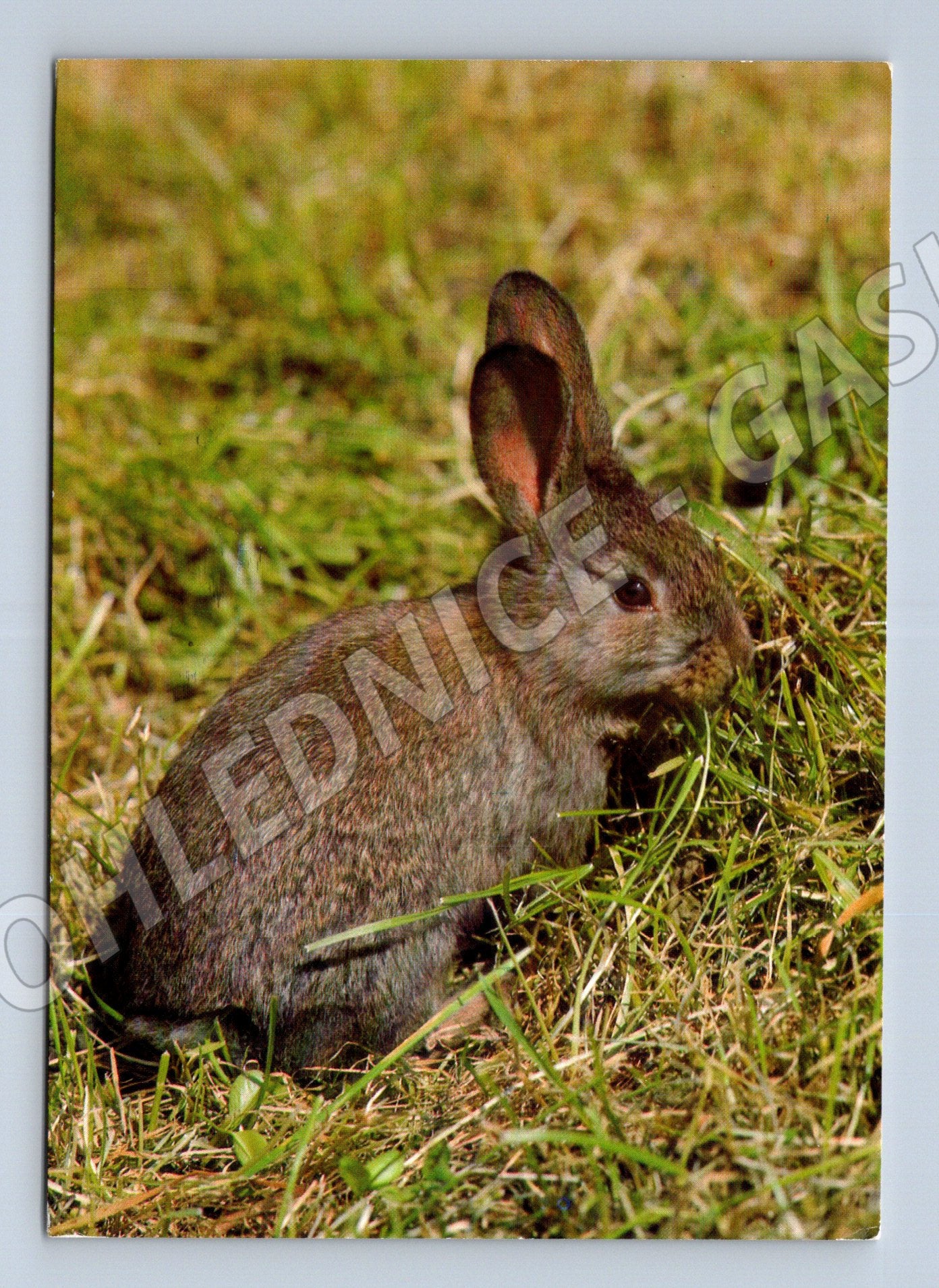 Pohlednice králík – barevný motiv (M3876)