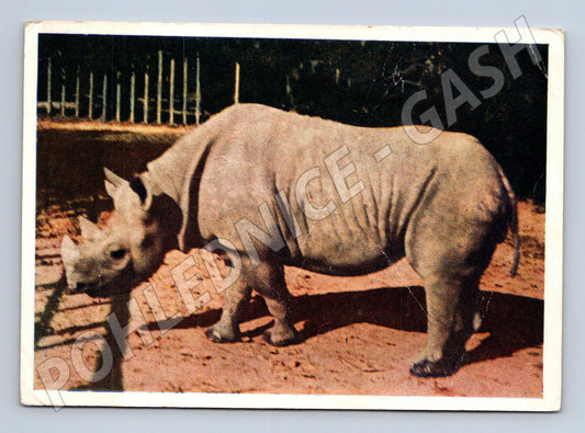 Pohlednice nosorožec dvourohý – Kyjevská zoo (M3877)