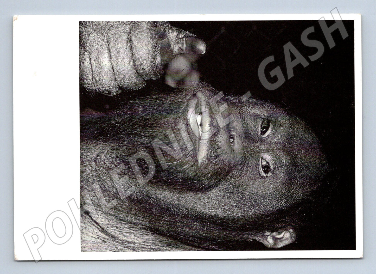 Pohlednice orangutan Thumbs Up – zvířecí motiv (M3878)