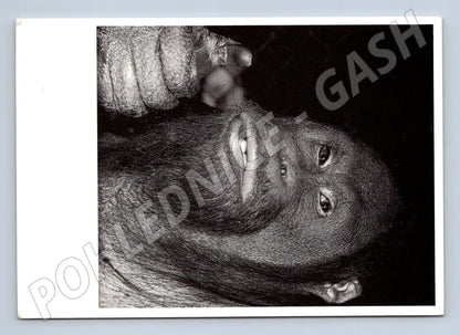 Pohlednice orangutan Thumbs Up – zvířecí motiv (M3878)