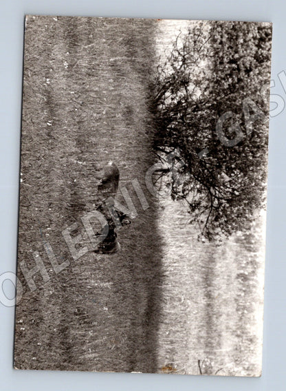 Pohlednice koně na louce – Švýcarsko (M3879)