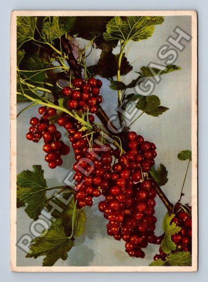 Pohlednice Ribes rubrum Johannisbeere Currant (M38877)