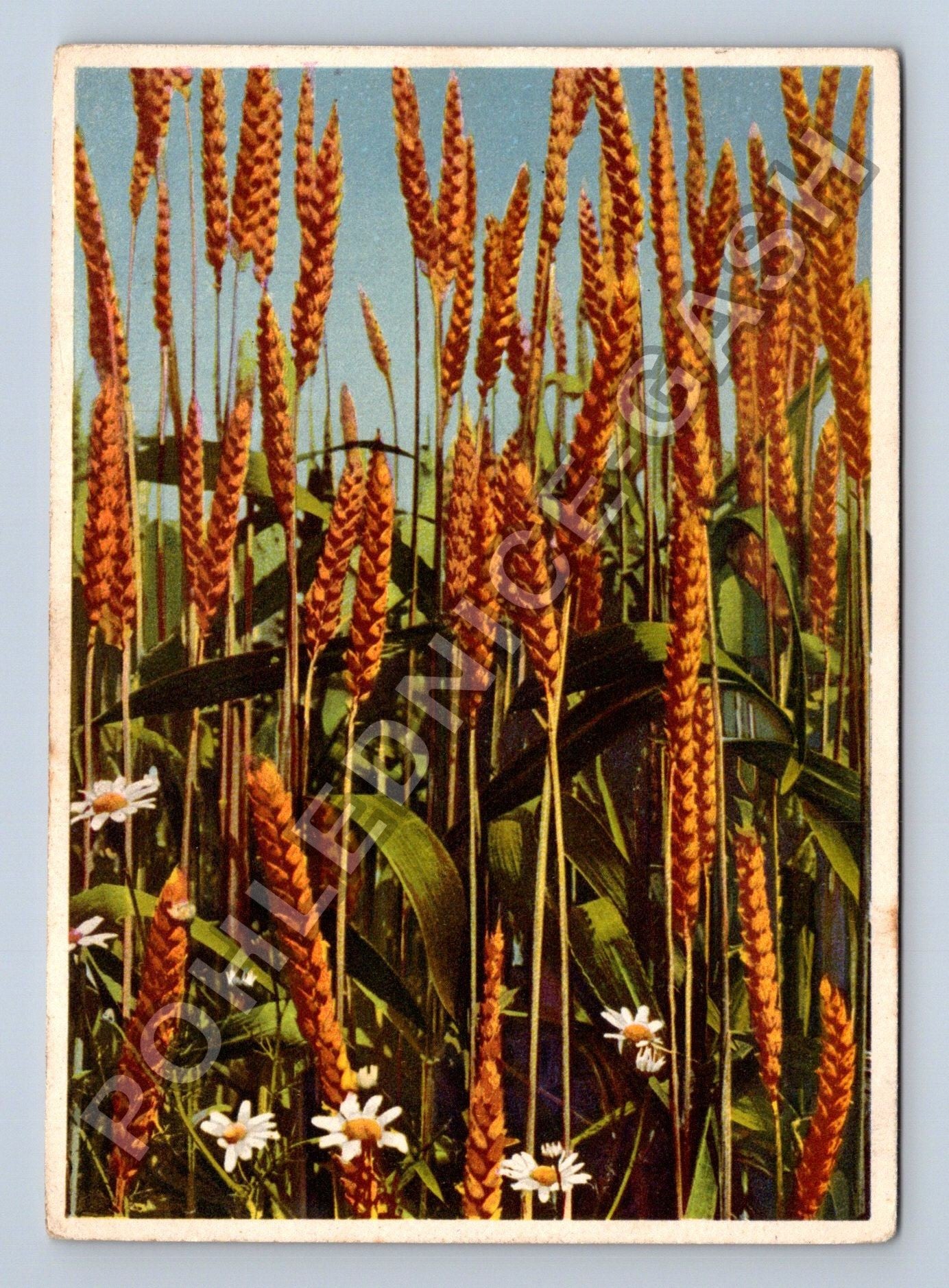 Pohlednice Trifolium sativum Weizen Wheat obilí (M38878)