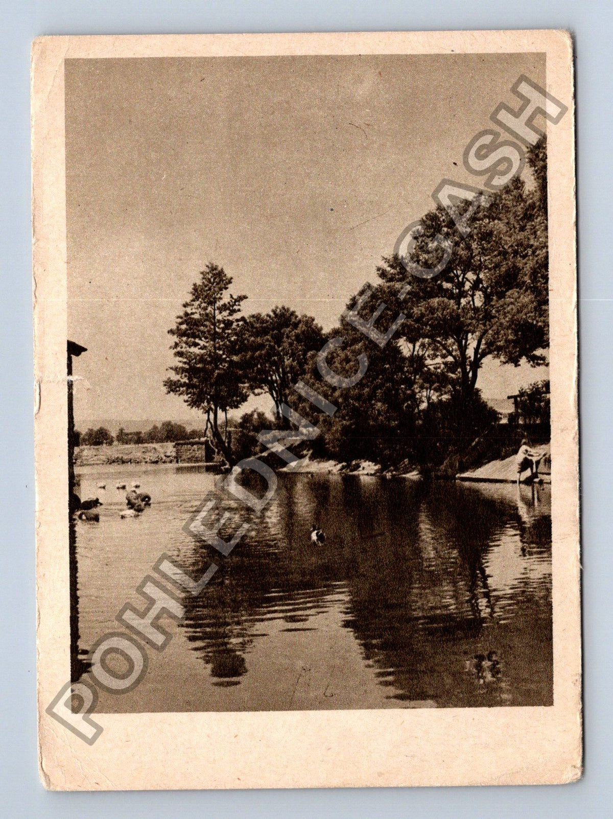 Pohlednice vodní plocha stromy kachny (M38913)