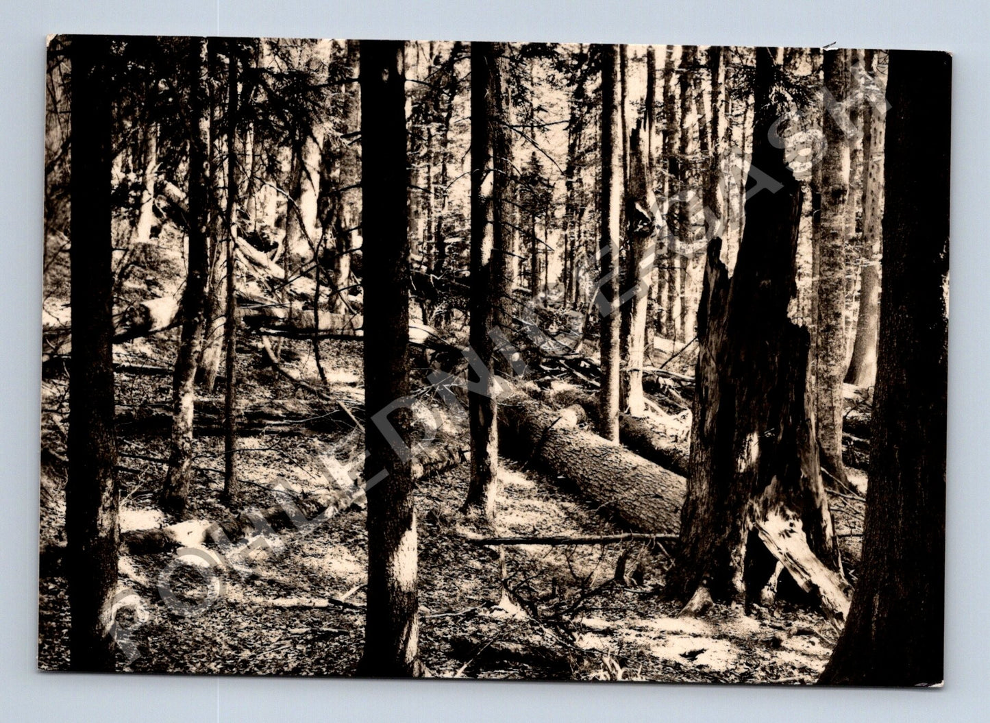 Pohlednice Šumava Boubínský prales (M39034)