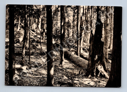 Pohlednice Šumava Boubínský prales (M39034)