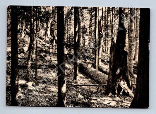 Pohlednice Šumava Boubínský prales (M39034)