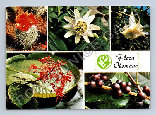 Pohlednice Flora Olomouc kaktus mučenka datura kávovník 1988 (M39111)