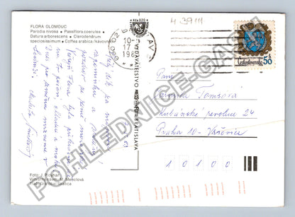 Pohlednice Flora Olomouc kaktus mučenka datura kávovník 1988 (M39111)