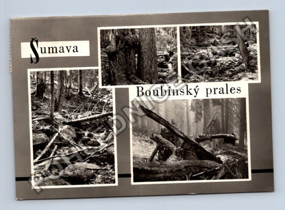 Pohlednice Šumava Boubínský prales koláž motivů (M39115)
