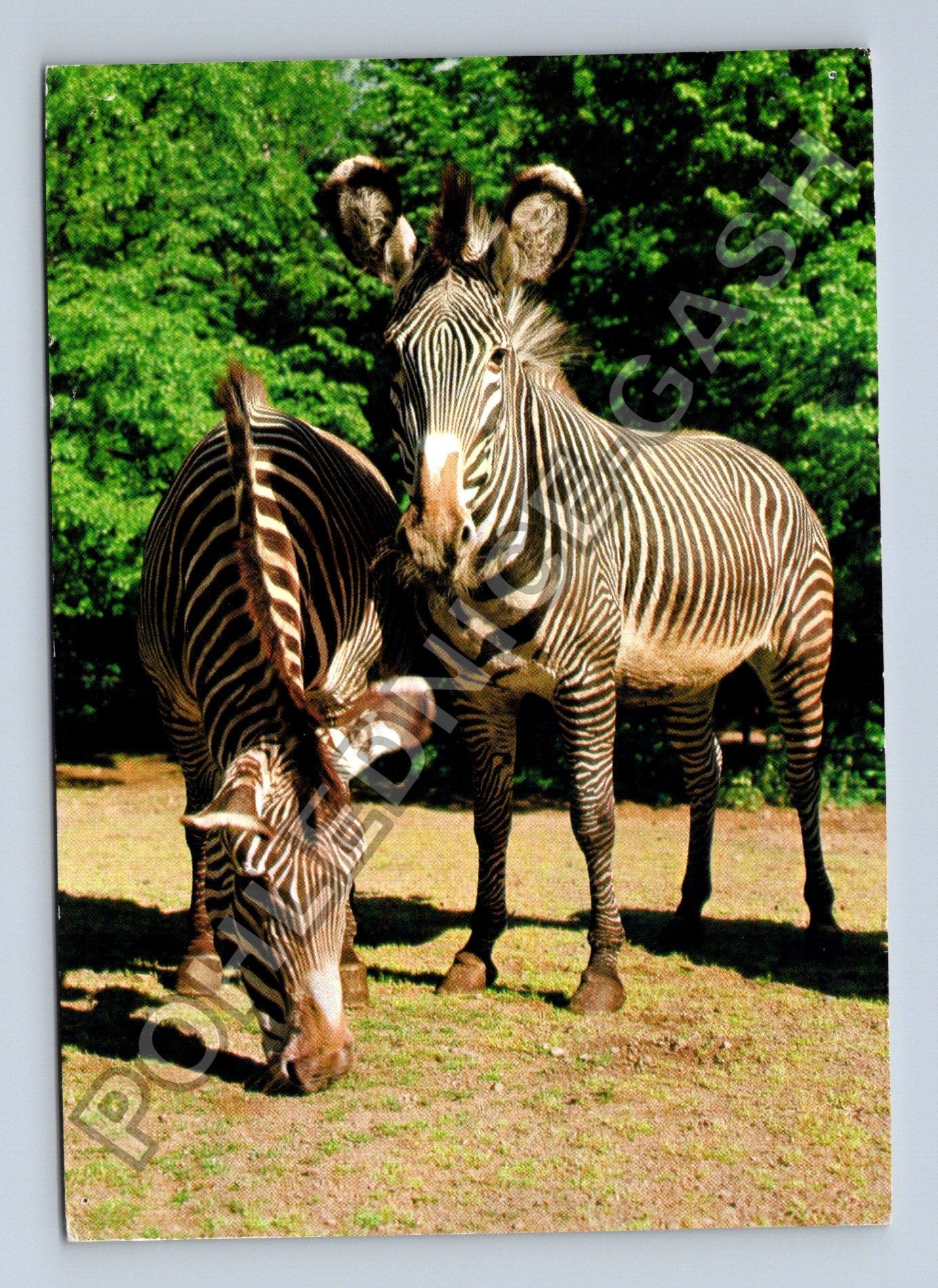 Pohlednice Zebra Grévyho Praha 1989 (M39408)