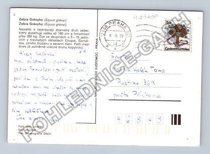 Pohlednice Zebra Grévyho Praha 1989 (M39408)