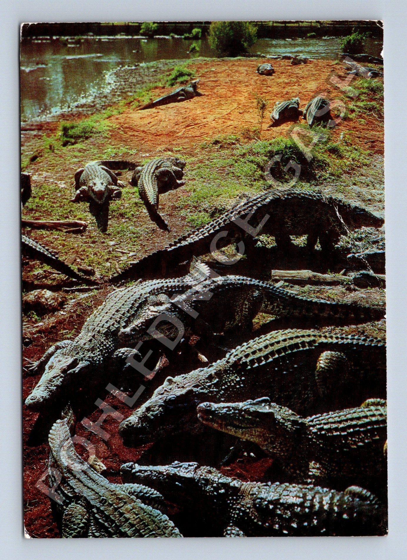Pohlednice Kuba Chovná farma krokodýlů Ciénaga de Zapata (M39409)