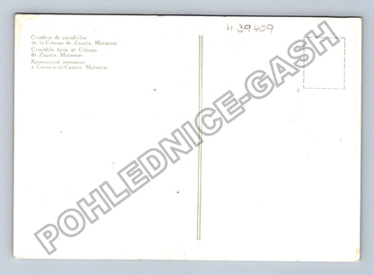 Pohlednice Kuba Chovná farma krokodýlů Ciénaga de Zapata (M39409)