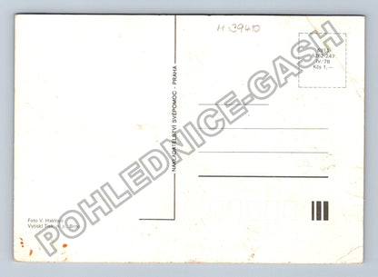 Pohlednice roztomilé kotě s modrýma očima (M39410)