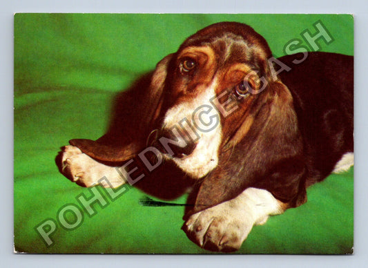 Pohlednice Basset Hound pes (M39411)