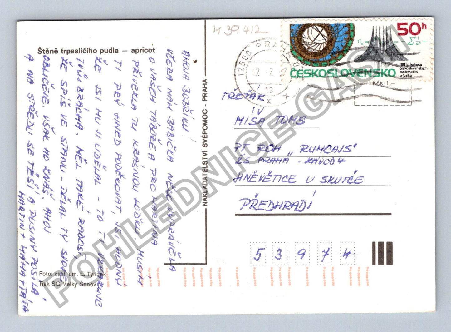 Pohlednice štěně trpasličího pudla apricot (M39412)