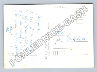 Pohlednice Štěňata bernardýna v košíku (M39421)