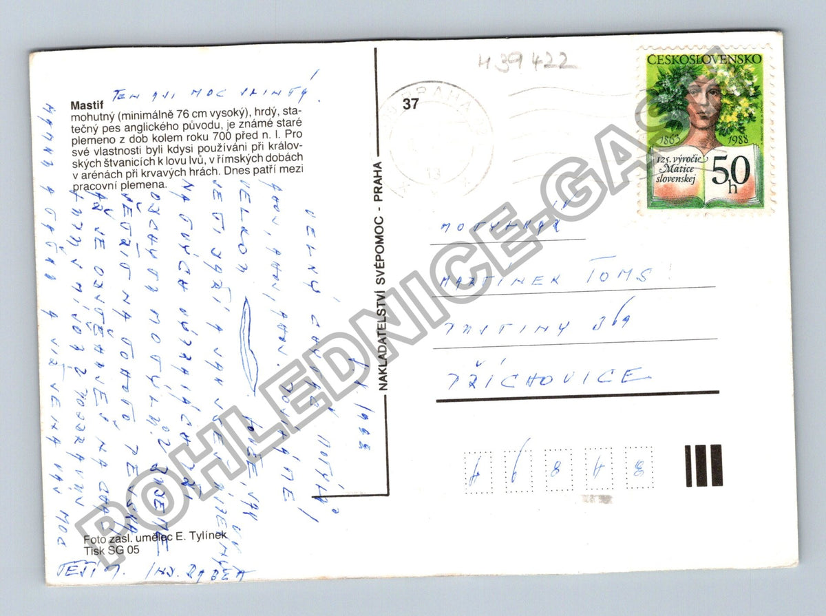 Pohlednice Mastif štěně pes (M39422)