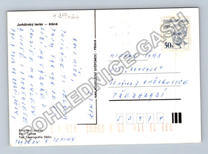 Pohlednice Jorkšírský teriér štěně (M39424)