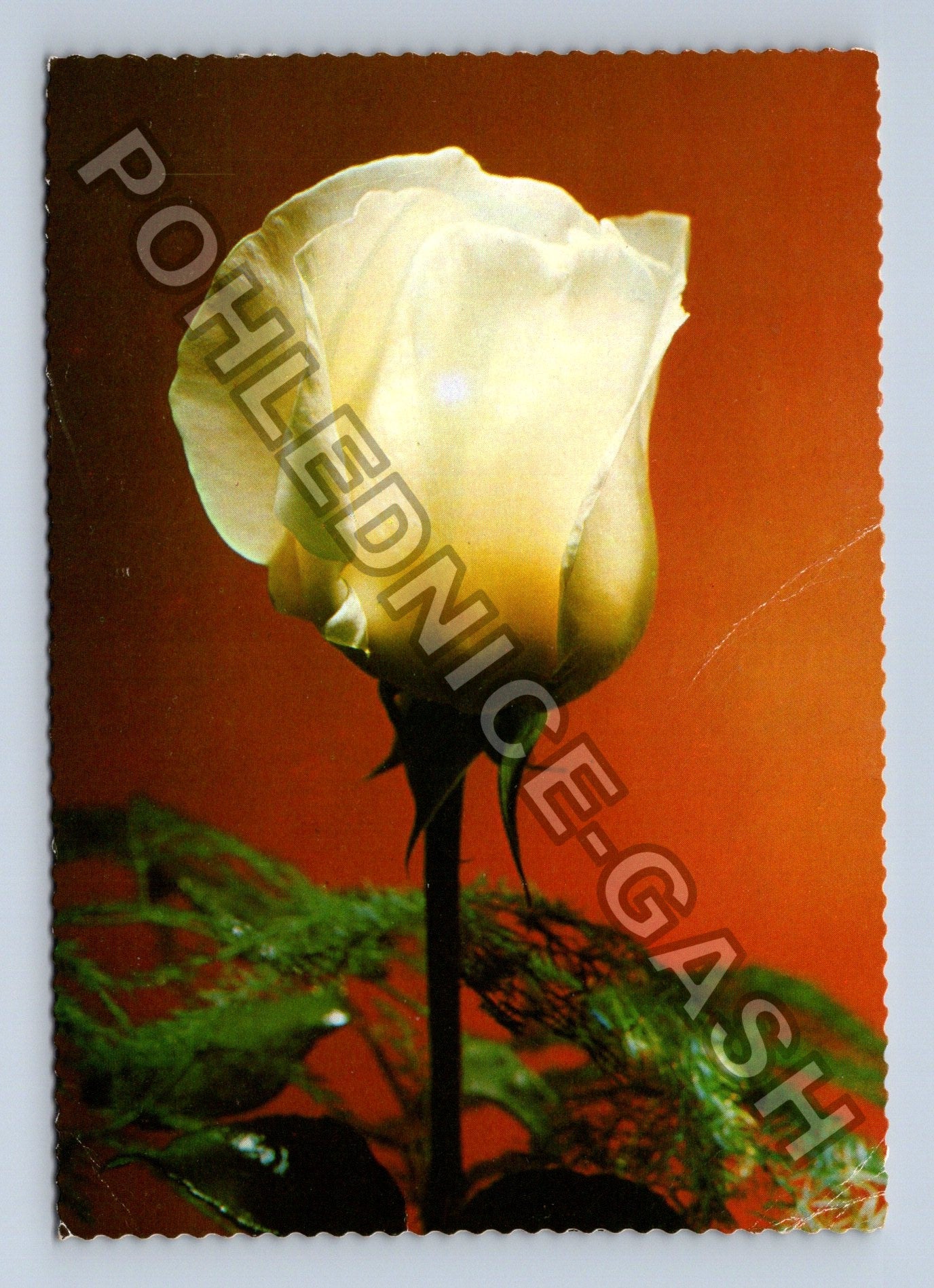 Pohlednice Bílá růže Srdcečné přání 1978 (M39435)