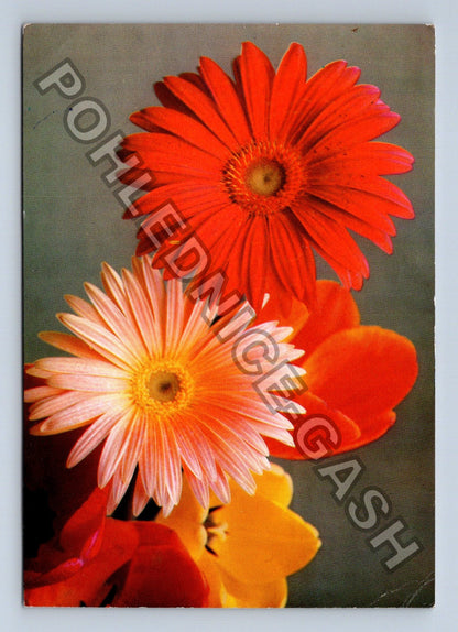 Pohlednice Kytice gerber a tulipánů (M39438)