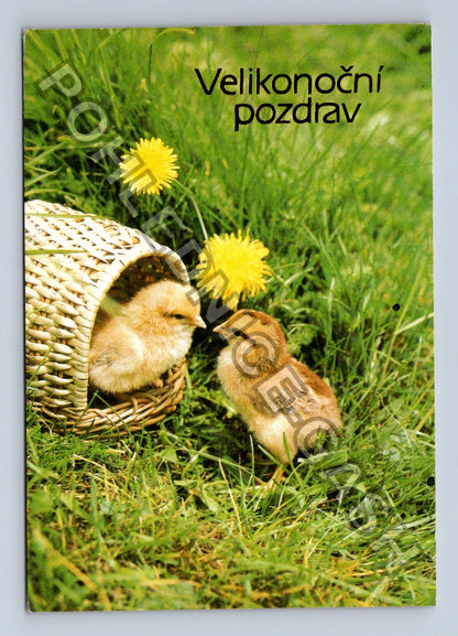 Pohlednice Velikonoční pozdrav kuřátka v košíku (M39471)
