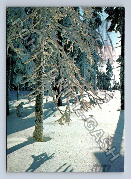 Pohlednice Zimní krajina zasněžené větve 1978 (M39534)