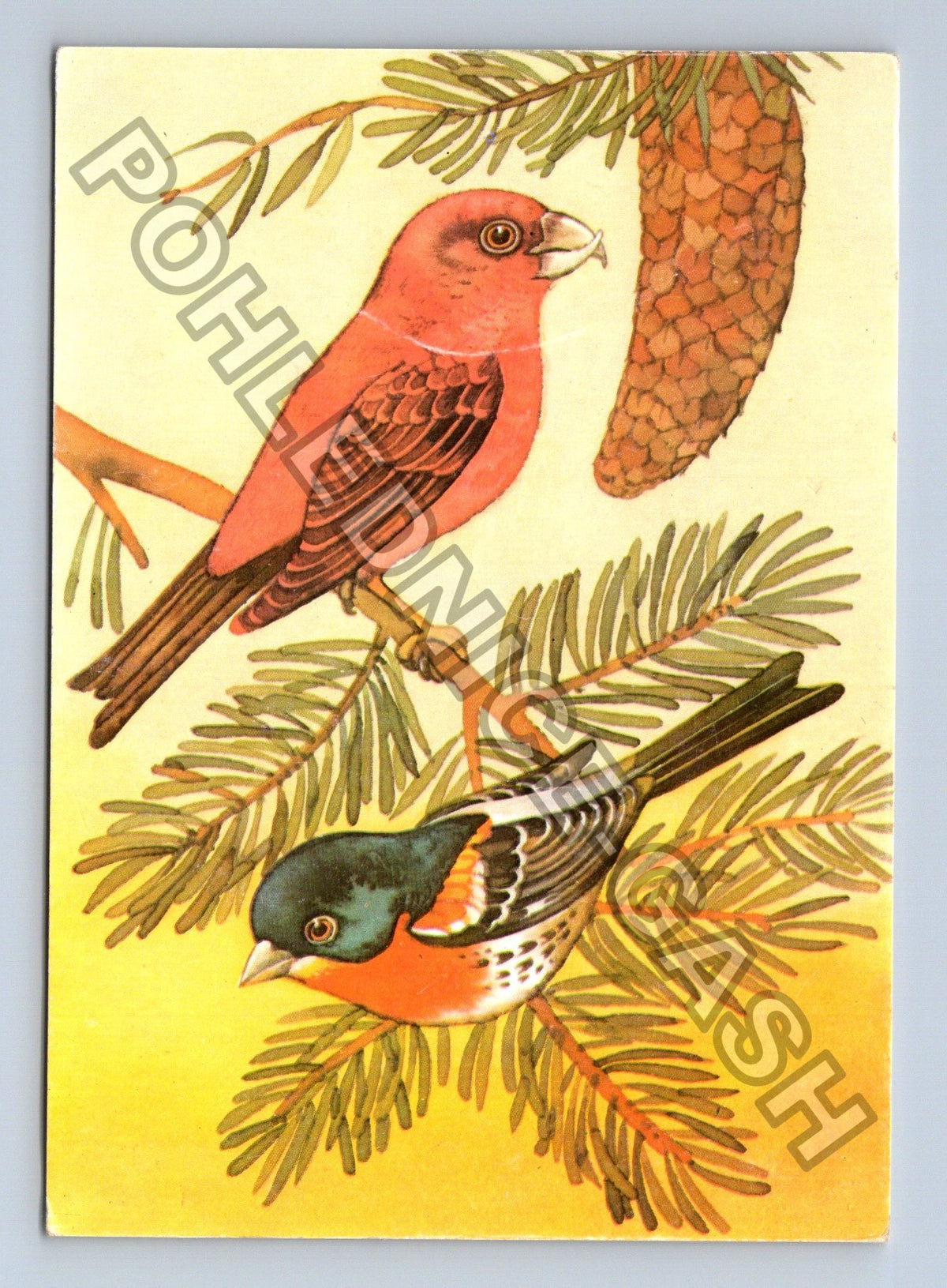 Pohlednice Křivka penkava horská ilustrace ptáci borovice (M39560)
