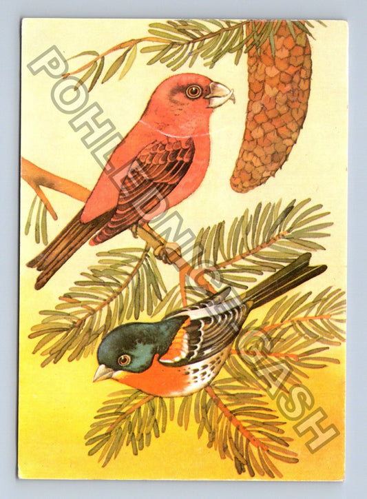 Pohlednice Křivka penkava horská ilustrace ptáci borovice (M39560)