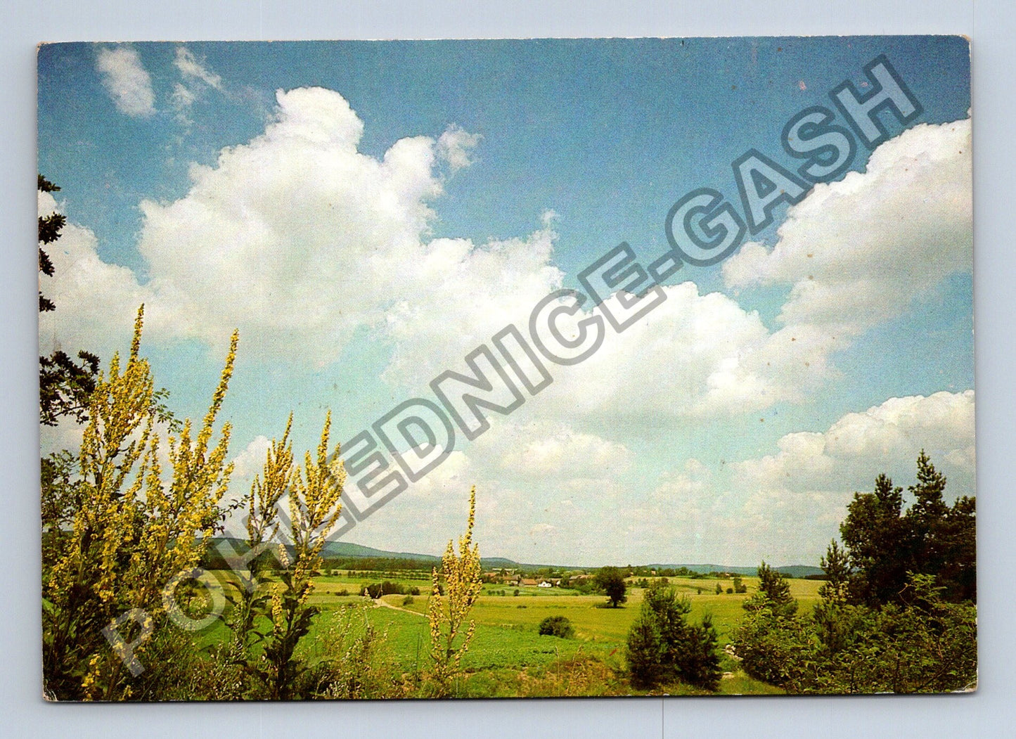 Pohlednice Krajina s rozkvetlými diviznami (M39766)